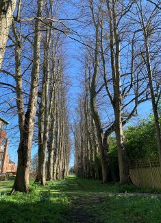 Avenue of trees at Homerton